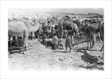 Mahra Bedouin watering camels at ...