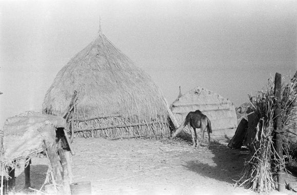 View of a camel standing ...