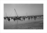 View of dhows (sailboats) and ...