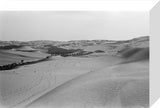 View of a grove of ...