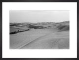 View of a grove of ...