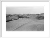 View of a grove of ...