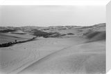 View of a grove of ...