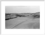 View of a grove of ...