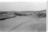 View of a grove of ...