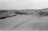 View of a grove of ...