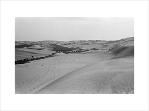 View of a grove of ...