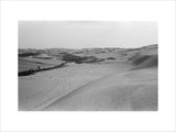 View of a grove of ...