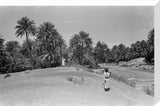 View of a date palm ...
