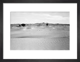 View of ghaf [Prosopis cineraria] ...