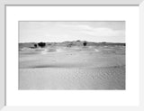 View of ghaf [Prosopis cineraria] ...