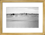View of ghaf [Prosopis cineraria] ...