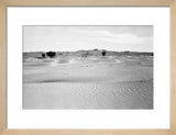 View of ghaf [Prosopis cineraria] ...