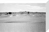 View of ghaf [Prosopis cineraria] ...