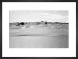 View of ghaf [Prosopis cineraria] ...