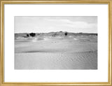 View of ghaf [Prosopis cineraria] ...