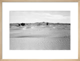 View of ghaf [Prosopis cineraria] ...