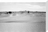 View of ghaf [Prosopis cineraria] ...