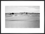View of ghaf [Prosopis cineraria] ...