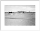 View of ghaf [Prosopis cineraria] ...