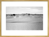 View of ghaf [Prosopis cineraria] ...