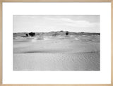 View of ghaf [Prosopis cineraria] ...