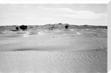 View of ghaf [Prosopis cineraria] ...