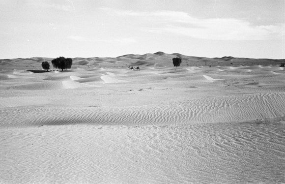 View of ghaf [Prosopis cineraria] ...