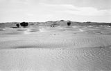 View of ghaf [Prosopis cineraria] ...