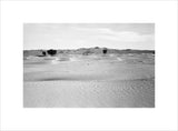 View of ghaf [Prosopis cineraria] ...
