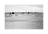 View of ghaf [Prosopis cineraria] ...