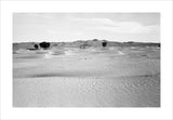 View of ghaf [Prosopis cineraria] ...