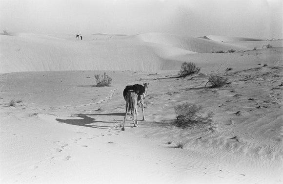 View of Wilfred Thesiger's travelling ...