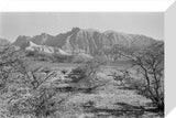 View of vegetation growing on ...