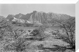 View of vegetation growing on ...
