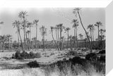 A palm grove at Ghayl ...