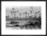 A palm grove at Ghayl ...