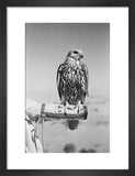 Portrait of a saker (hurr) ...
