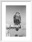 Portrait of a saker (hurr) ...