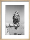 Portrait of a saker (hurr) ...