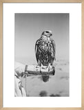 Portrait of a saker (hurr) ...