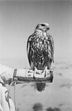 Portrait of a saker (hurr) ...
