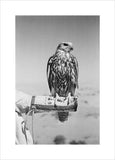 Portrait of a saker (hurr) ...