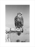 Portrait of a saker (hurr) ...